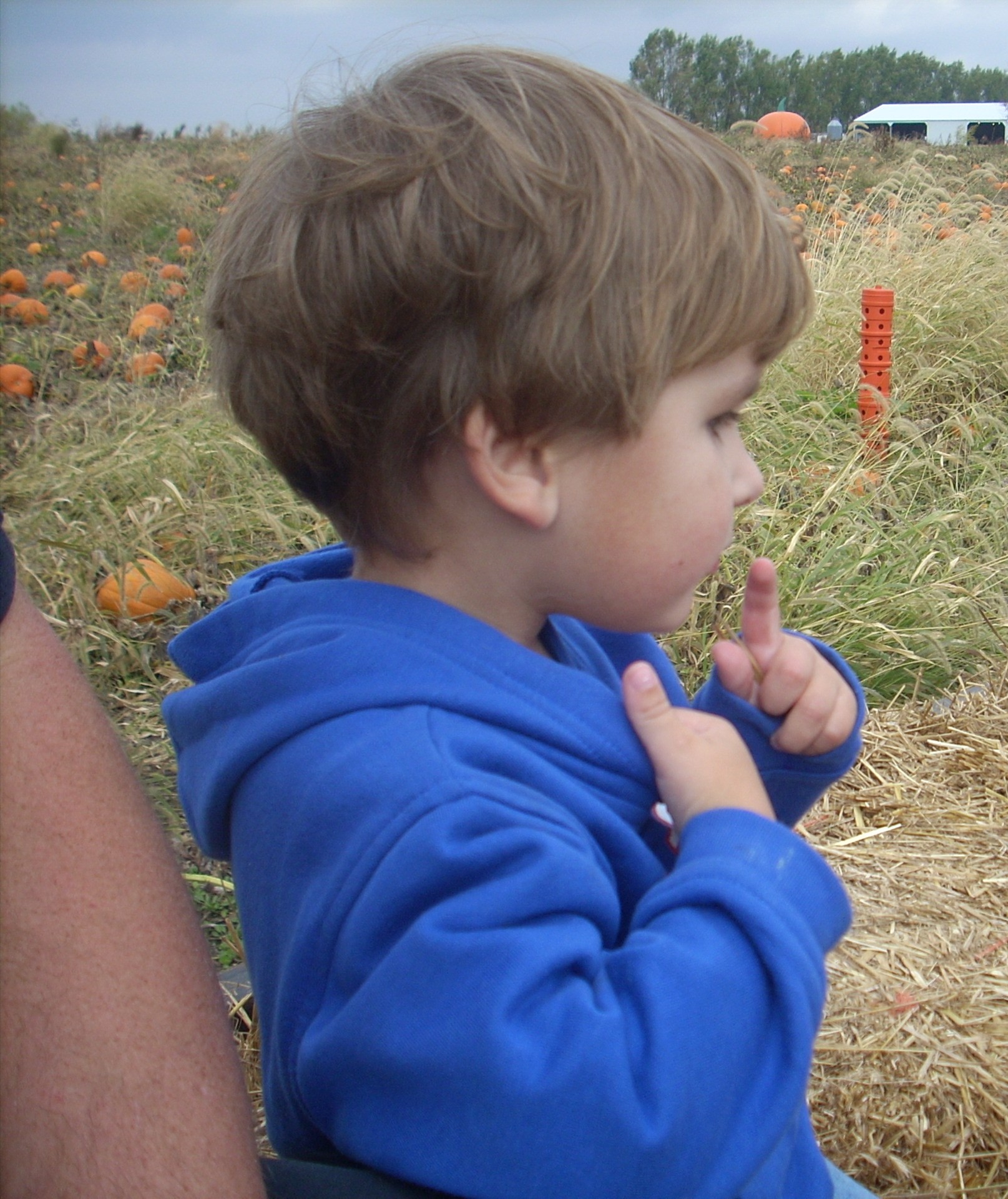 Top Pumpkin Patches in The Midwest